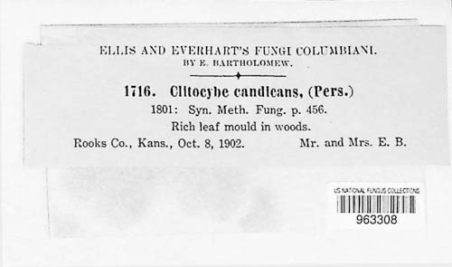Leucocybe candicans image